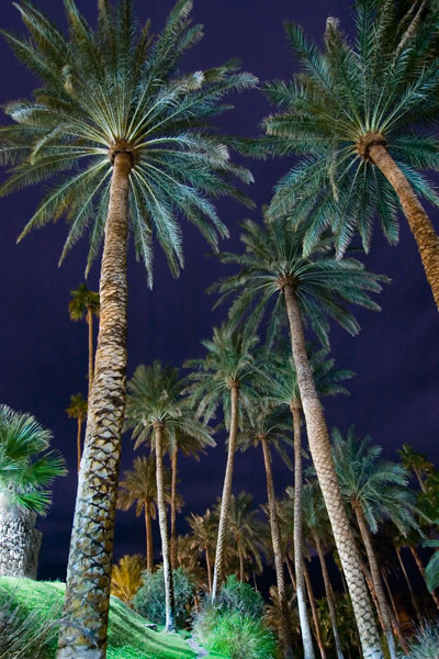 Palm trees at Furnace Creek Inn.